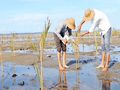 Thu hút đầu tư vào lĩnh vực lâm nghiệp