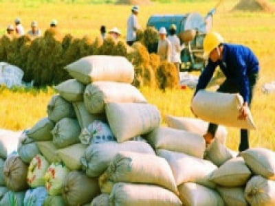 Bộ Công Thương kiến nghị cho xuất khẩu gạo trở lạ