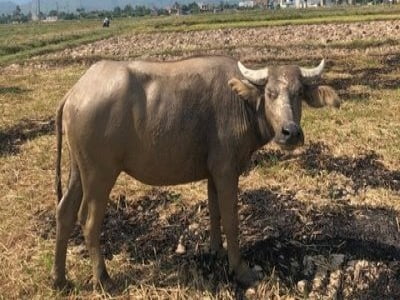 Bí tiền tiêu xài, trộm "đầu cơ nghiệp" của hàng xóm