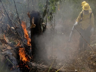 Cháy rừng Amazon ảnh hưởng gì đến thế giới?