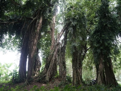 Tận mắt chiêm ngưỡng độ “khủng” của cây sanh hơn 800 năm tuổi trong phim Ma làng 
