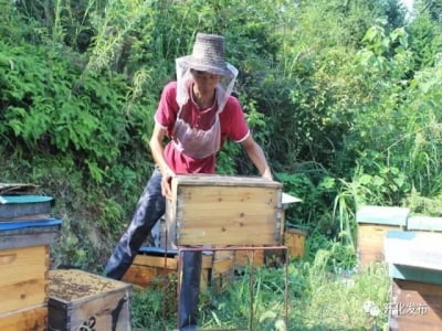 Không tìm được việc, chàng trai về quê nuôi ong kiếm vài trăm triệu "ngon ơ"