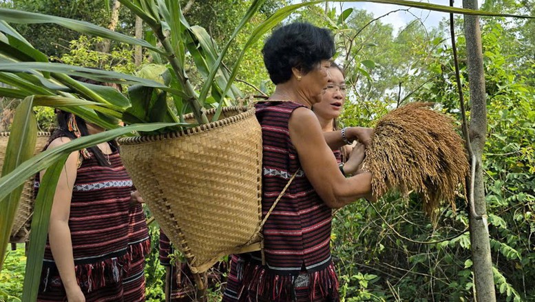 Lễ hội truyền thống Lễ hội Sayangva (cúng Thần Lúa) của người Chơ Ro thành phố Long Khánh, huyện Xuân Lộc, huyện Định Quán, huyện Thống Nhất, huyện Vĩnh Cửu, huyển Cẩm Mỹ, tỉnh Đồng Nai.