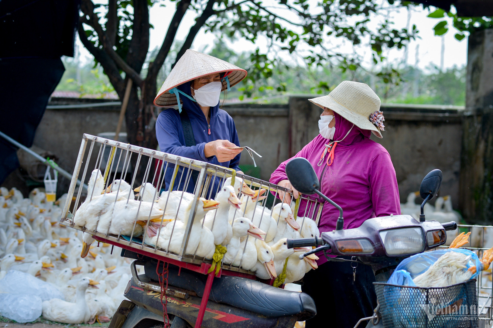 thức ăn chăm nuôi