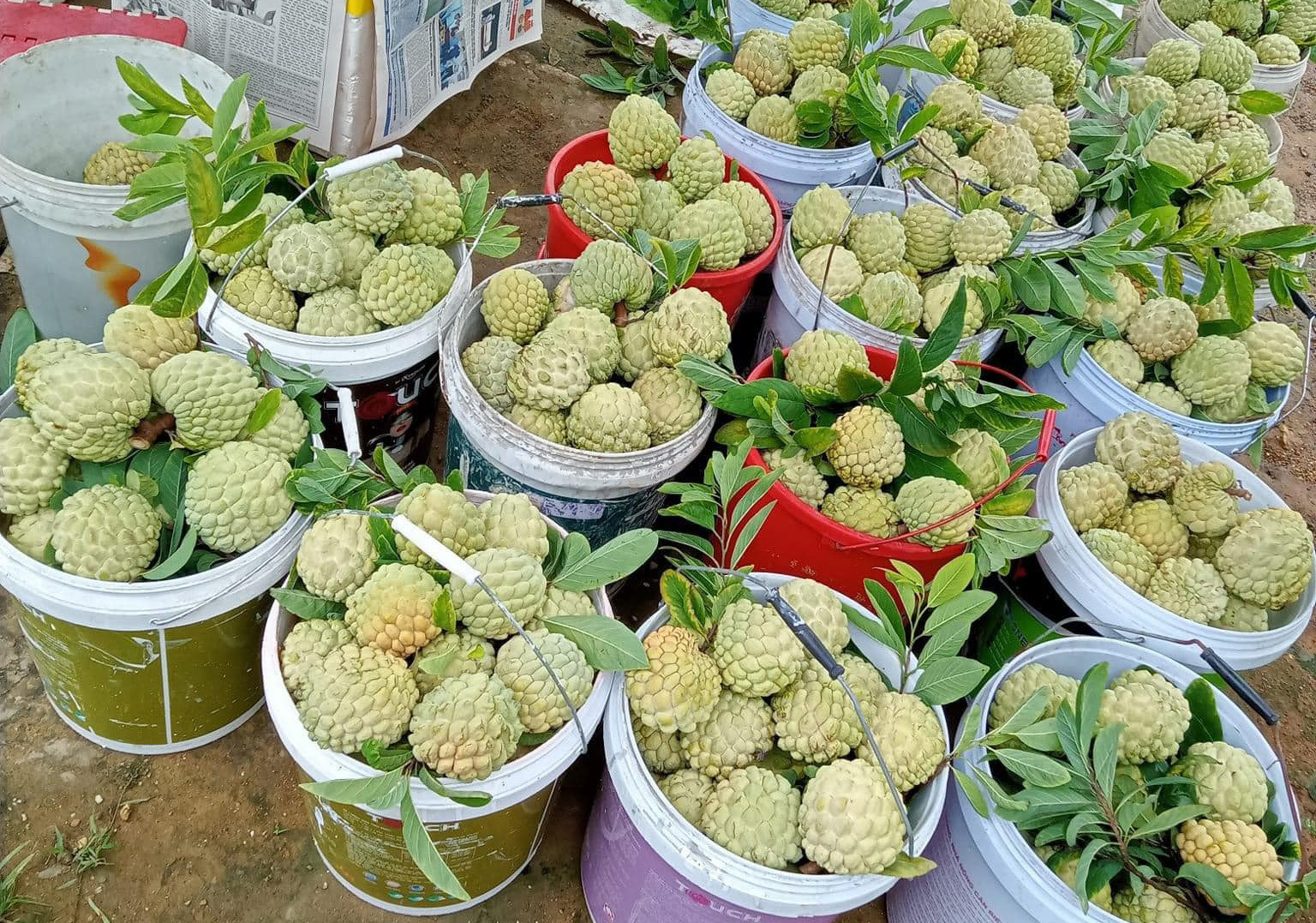 Loại na đấu giá 100 triệu/quả: Trước phải chặt bỏ, nay giới sành ăn lùng mua