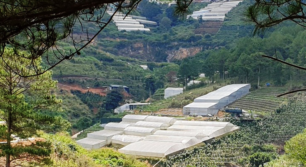    Tỉnh Lâm Đồng cũng đã chỉ đạo cơ quan chức năng rà soát, tháo dỡ nếu nhà kính 